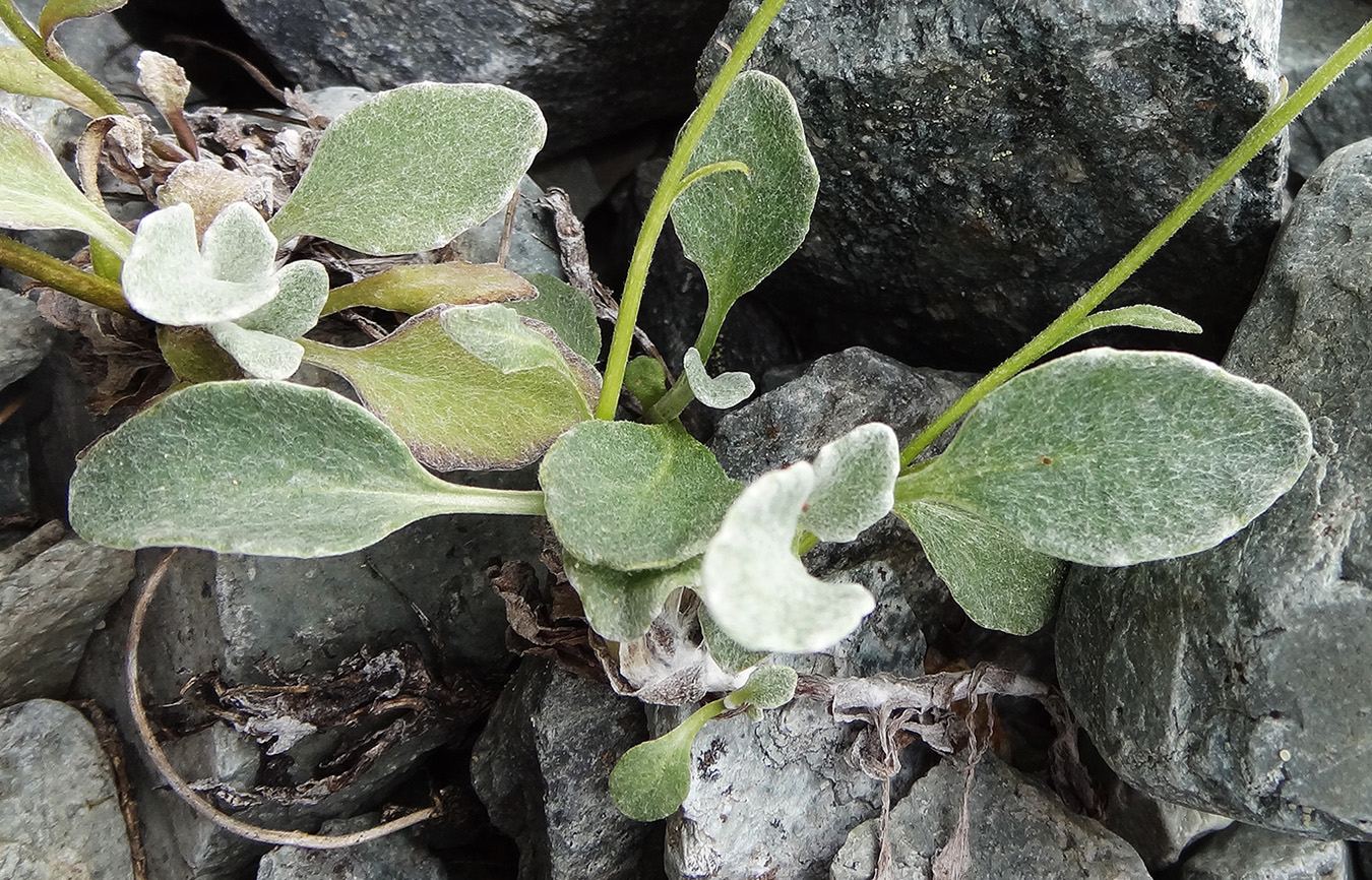 Изображение особи Tephroseris jacutica.