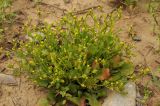 Garhadiolus papposus