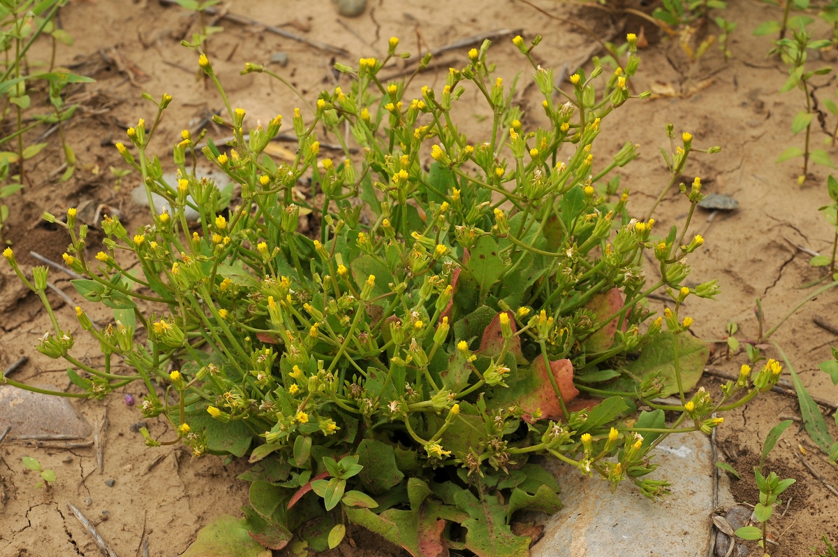 Изображение особи Garhadiolus papposus.