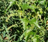 Atriplex sagittata. Часть плодоносящего растения. Восточный Казахстан, Уланский р-н, окр.с. Украинка, луг. 02.09.2016.