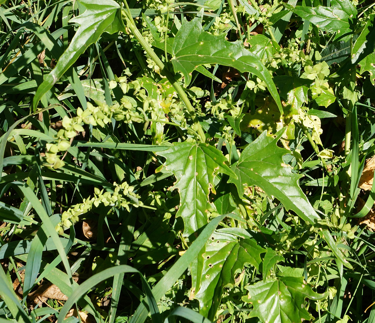 Изображение особи Atriplex sagittata.