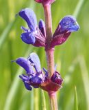 Salvia tesquicola