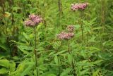 Eupatorium glehnii. Верхушки цветущих растений. Сахалинская обл., Томаринский р-н, окр. пос. Неводское, открытая приморская терраса. 17.08.2016.