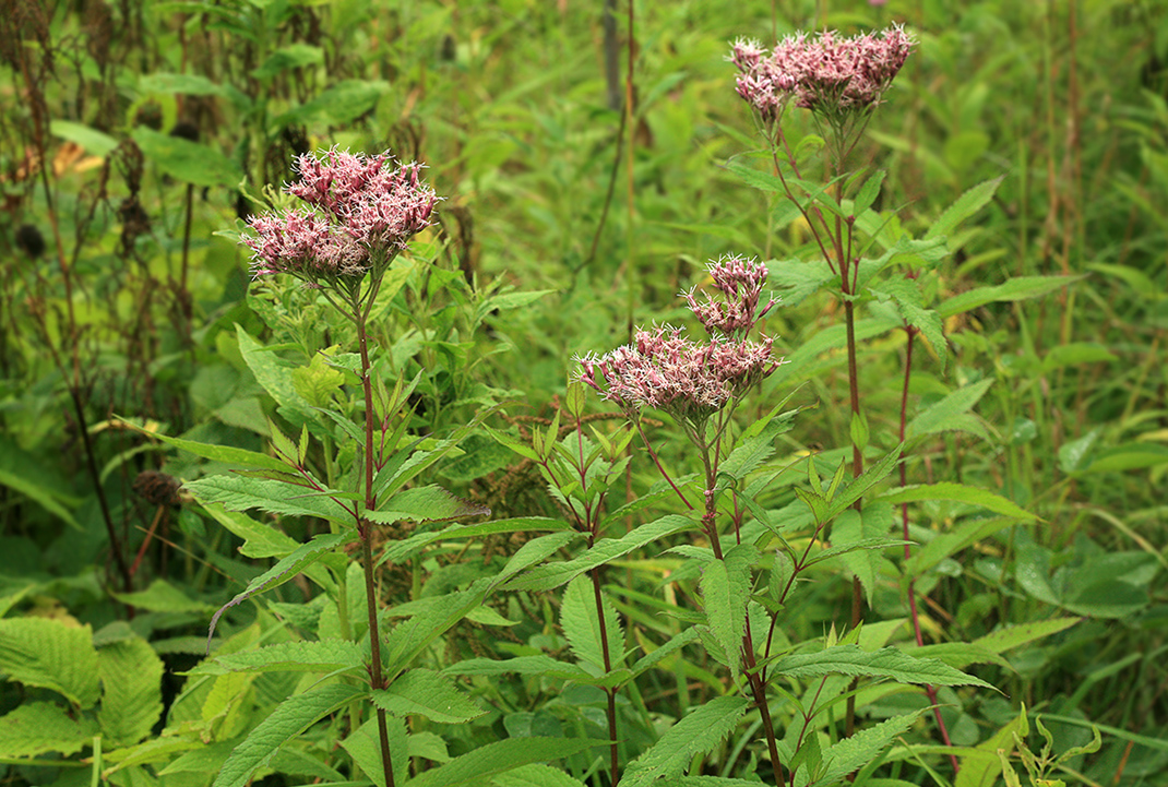 Изображение особи Eupatorium glehnii.