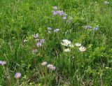 Aster alpinus. Цветущие растения (среди обычной окраски белоцветковая форма). Иркутская обл., Иркутский р-н, окр. дер. Жердовка, луг. 16.06.2016.