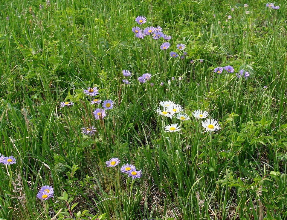 Image of Aster alpinus specimen.