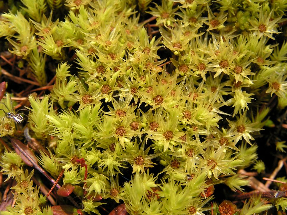 Изображение особи Aulacomnium palustre.