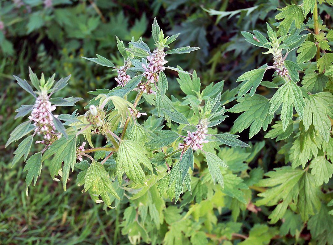 Image of Leonurus quinquelobatus specimen.