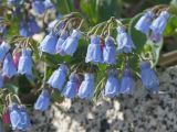 Mertensia maritima. Цветки. Магаданская обл., окр. Магадана, бухта Гертнера, на берегу среди камней. 13.07.2009.