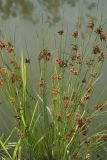 Juncus decipiens