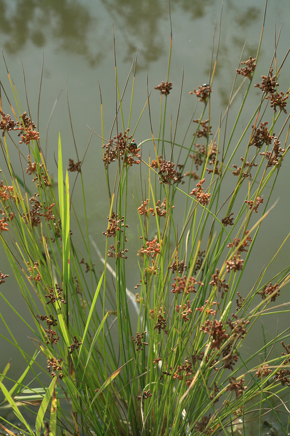 Image of Juncus decipiens specimen.