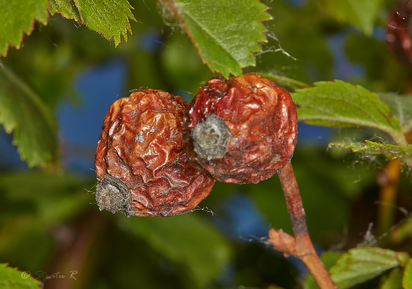 Изображение особи Rosa schmalhauseniana.