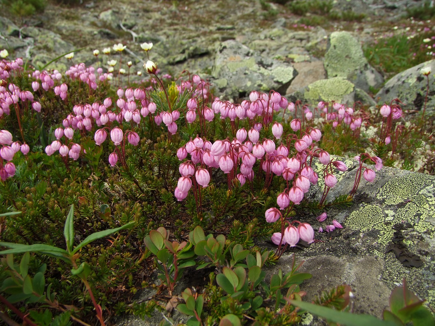 Изображение особи Phyllodoce caerulea.