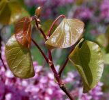 Cercis siliquastrum