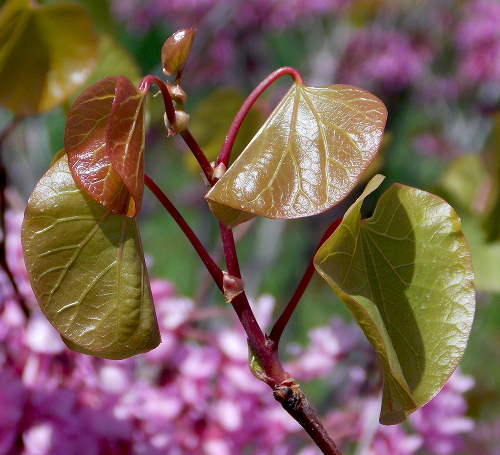 Image of Cercis siliquastrum specimen.