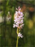 Dactylorhiza fuchsii