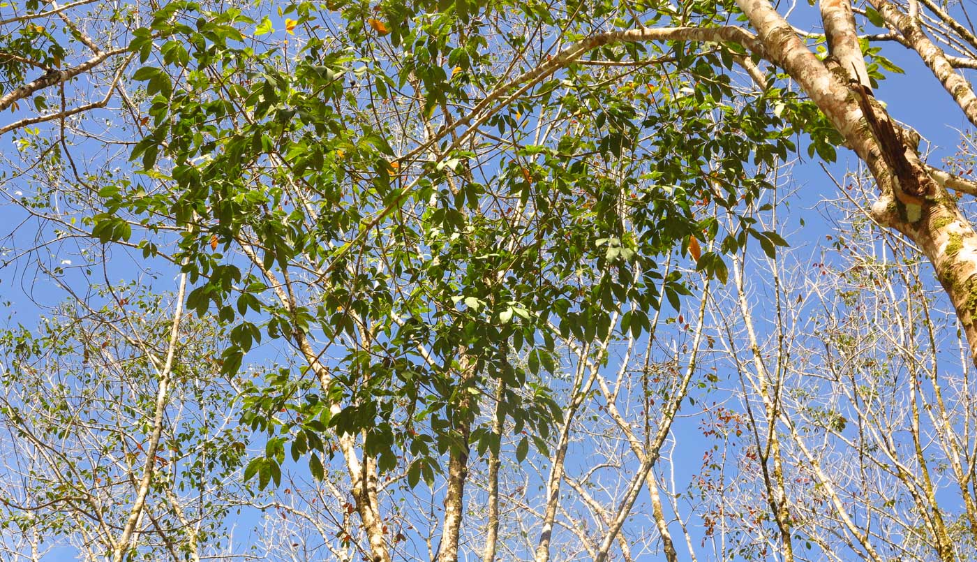 Изображение особи Hevea brasiliensis.