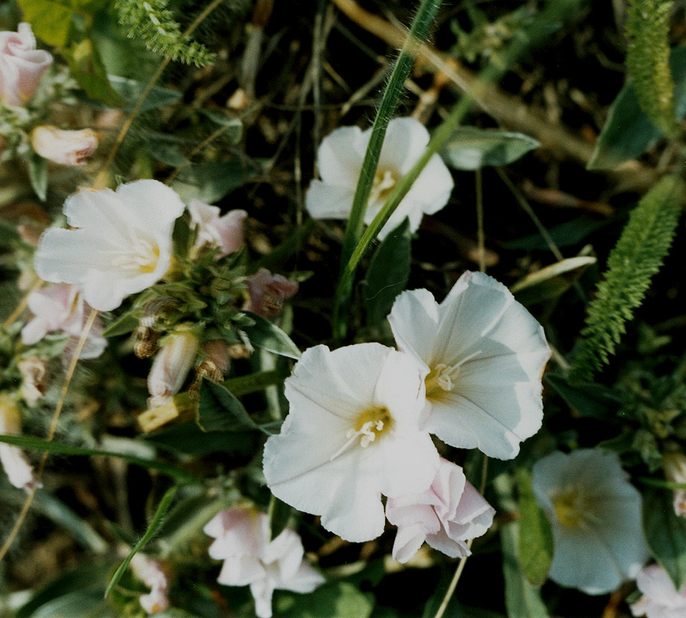 Image of Convolvulus lineatus specimen.