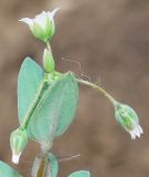 Holosteum umbellatum