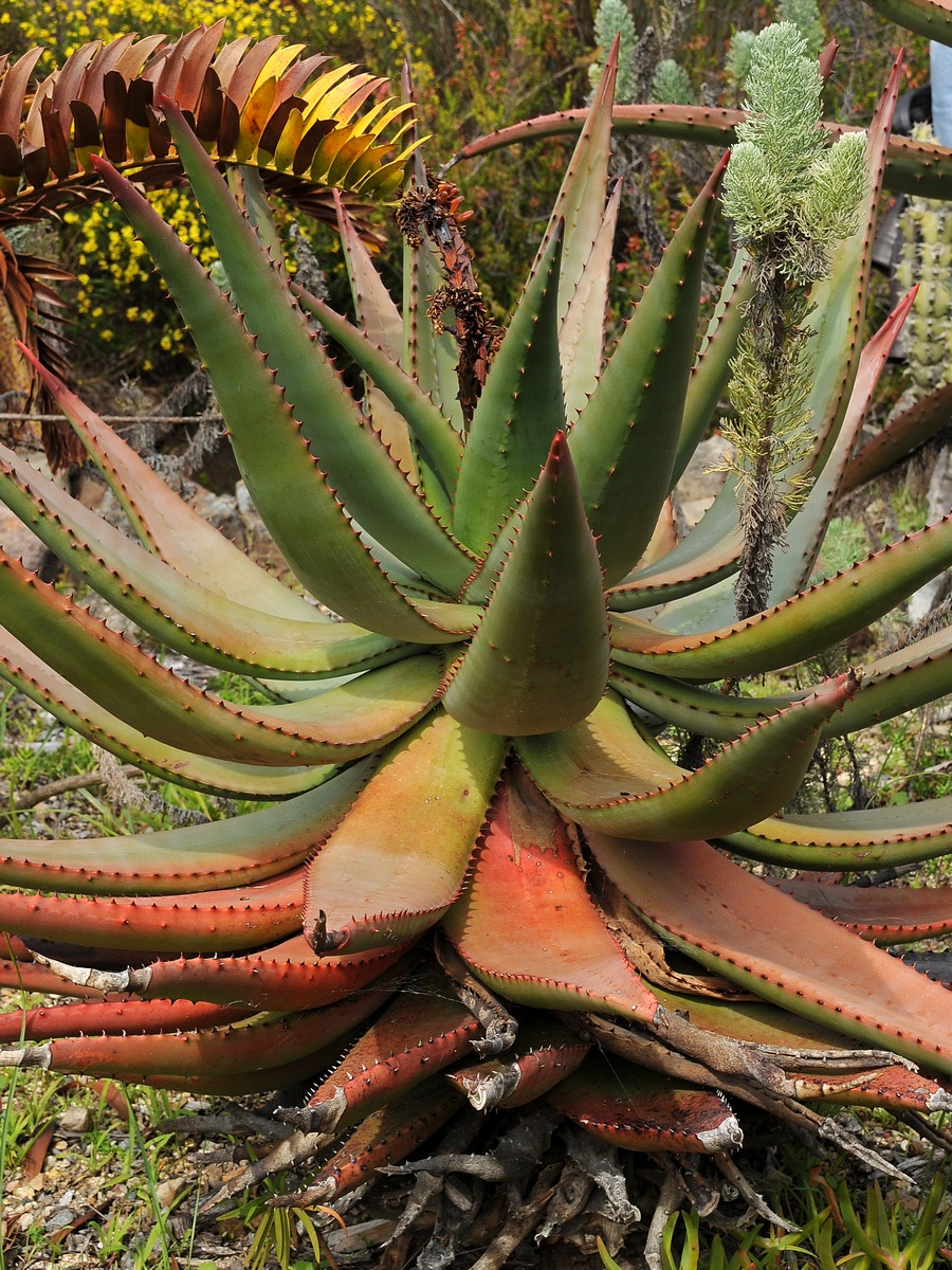 Image of Aloe marlothii specimen.