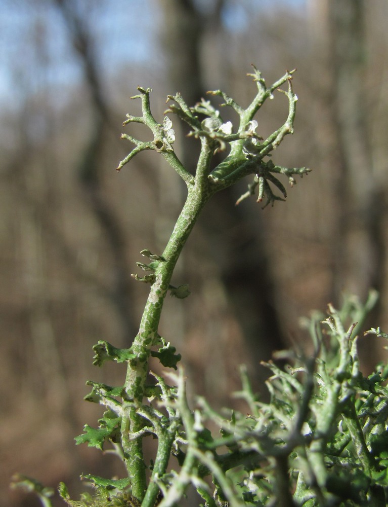 Изображение особи род Cladonia.