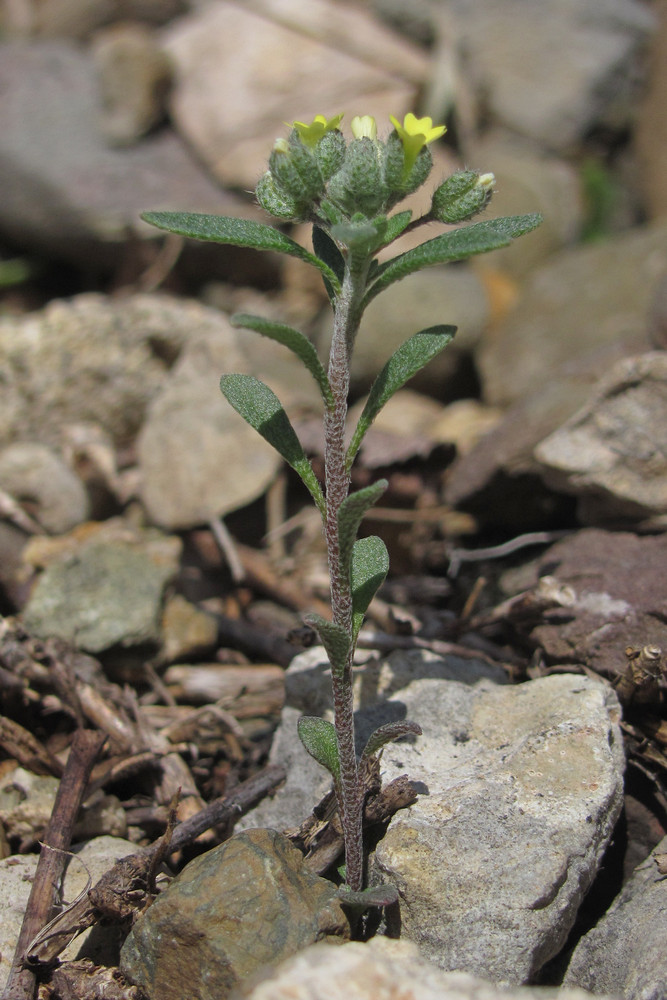 Изображение особи Alyssum smyrnaeum.