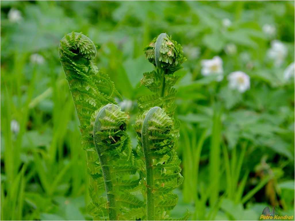 Изображение особи Matteuccia struthiopteris.