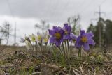 Pulsatilla patens