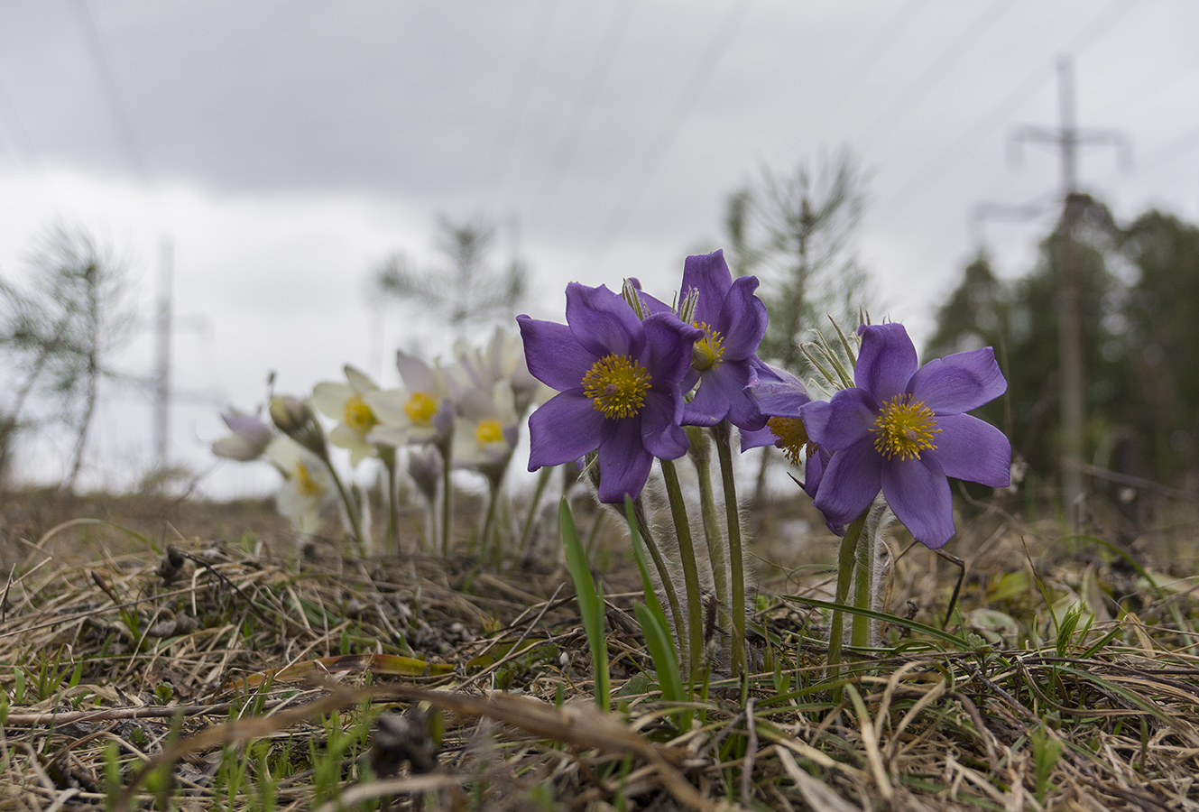 Image of Pulsatilla patens specimen.