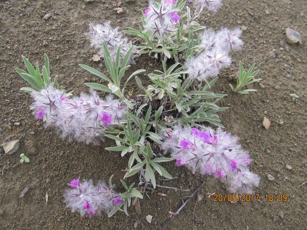 Изображение особи Stachys lavandulifolia.