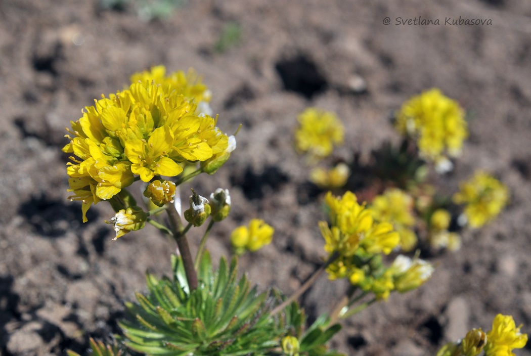 Изображение особи Draba aizoides.