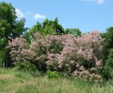 Tamarix ramosissima