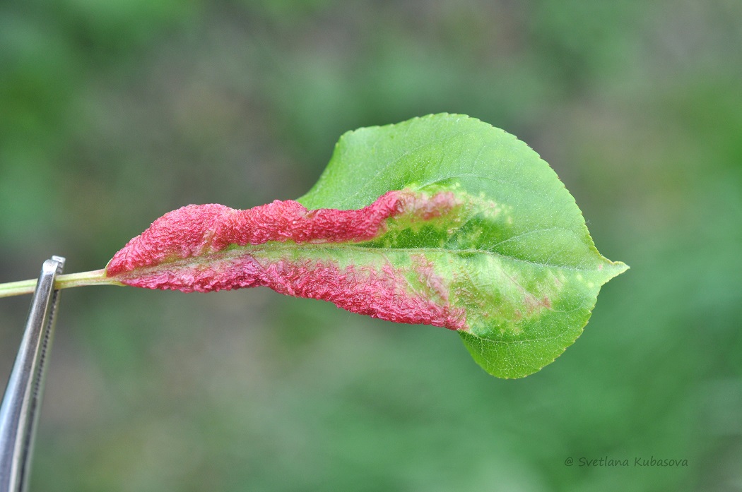 Image of Malus baccata specimen.