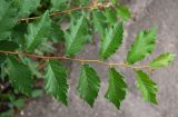 Ulmus minor