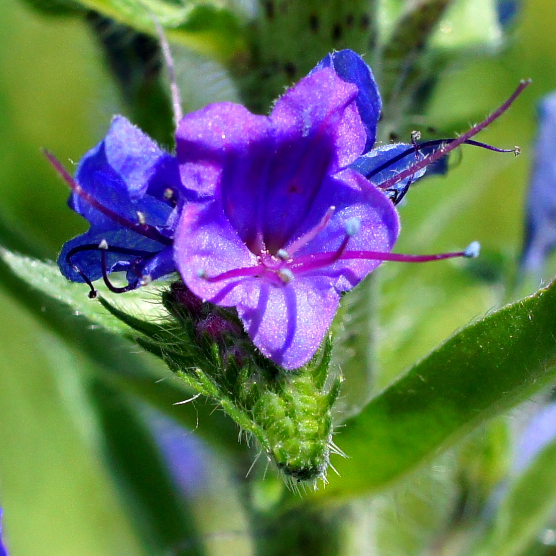 Изображение особи Echium vulgare.