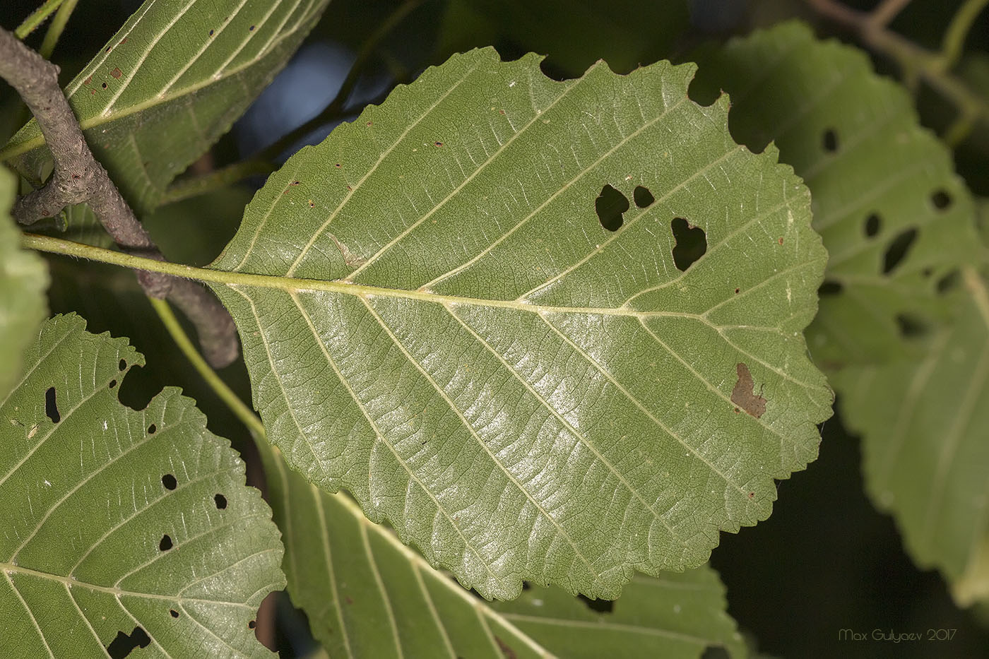 Изображение особи Alnus glutinosa.