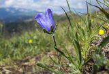 Campanula biebersteiniana