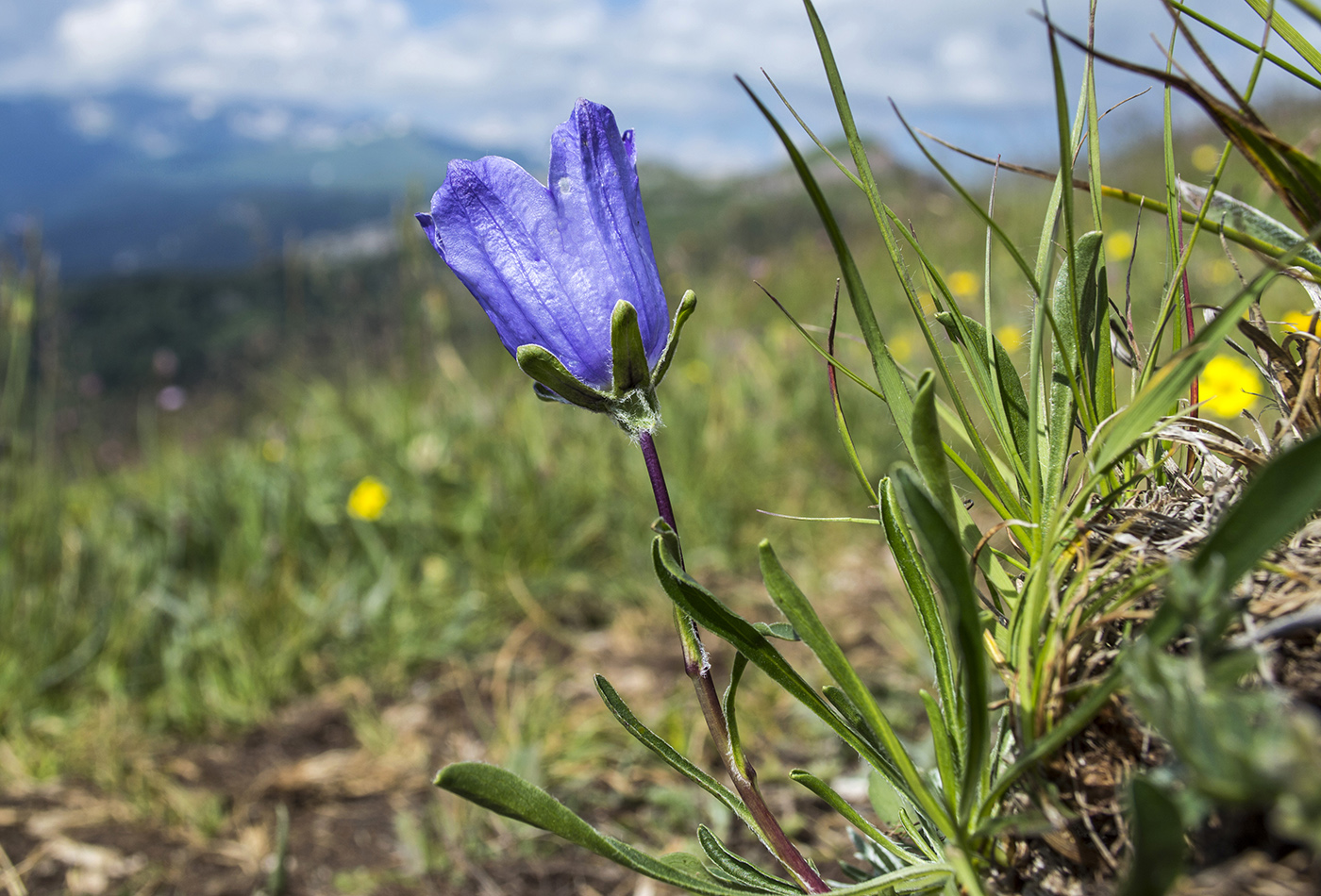 Image of Campanula biebersteiniana specimen.