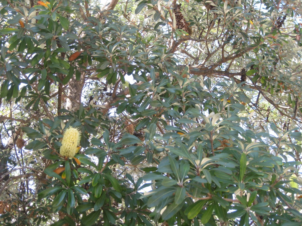 Image of Banksia marginata specimen.