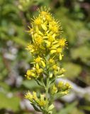 Solidago virgaurea