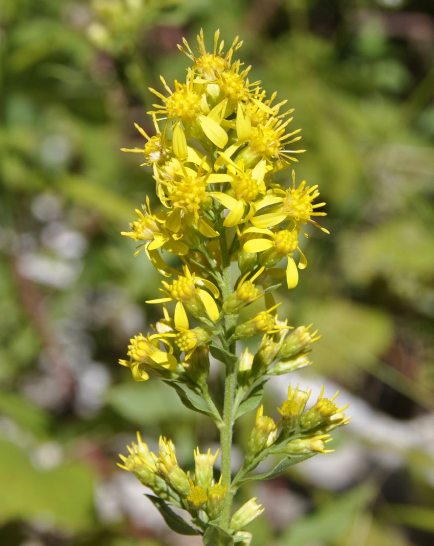 Image of Solidago virgaurea specimen.