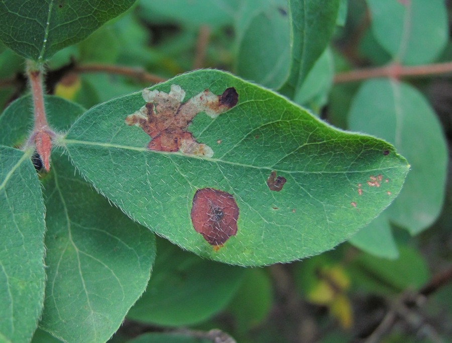 Изображение особи Lonicera buschiorum.