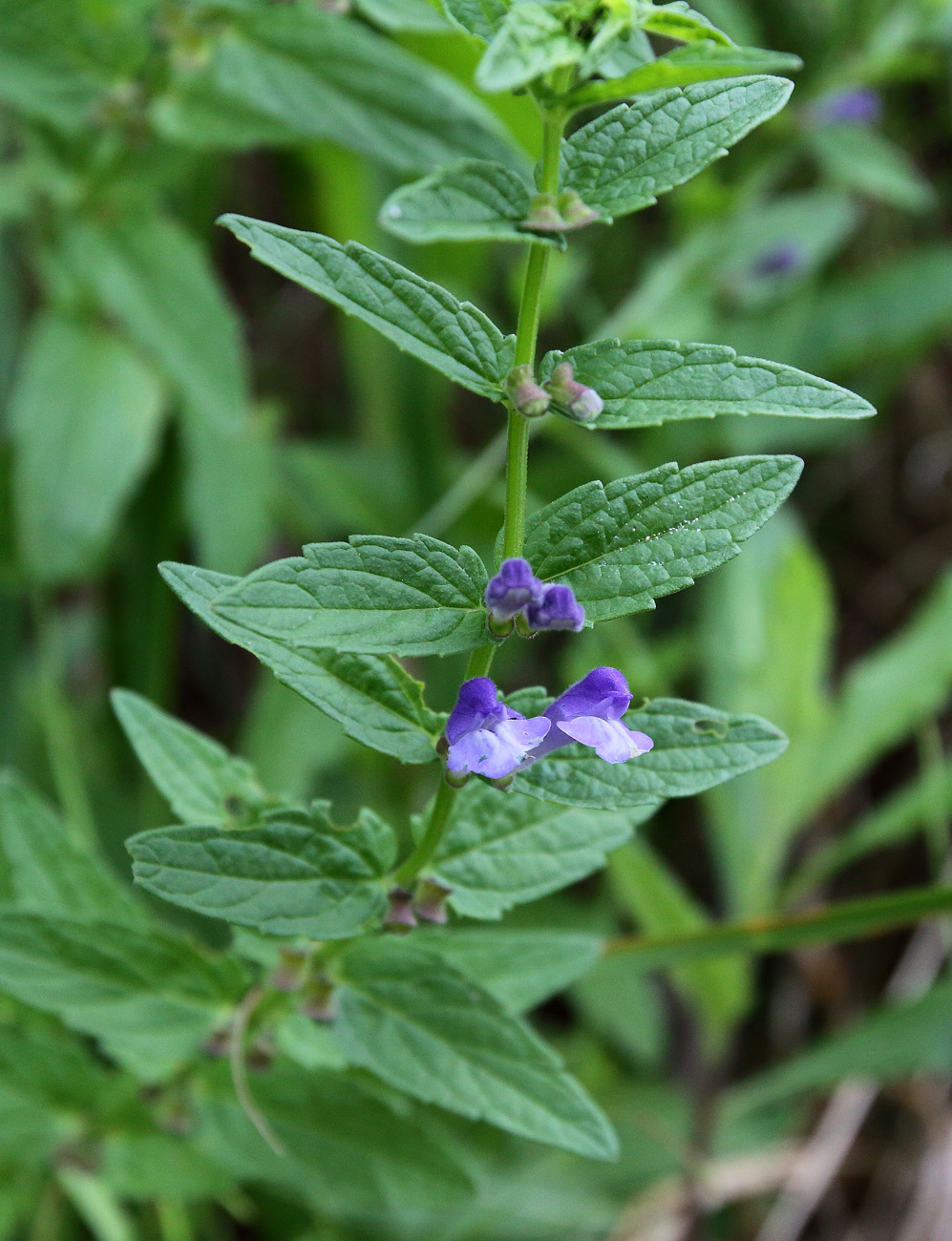 Изображение особи Scutellaria galericulata.