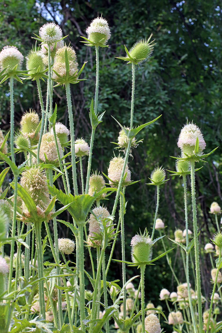 Изображение особи Dipsacus laciniatus.