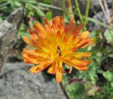 Taraxacum porphyranthum. Соцветие с кормящейся пчелой. Кабардино-Балкария, Эльбрусский р-н, долина р. Юсеньги, ок. 2500 м н.у.м. 25.08.2017.
