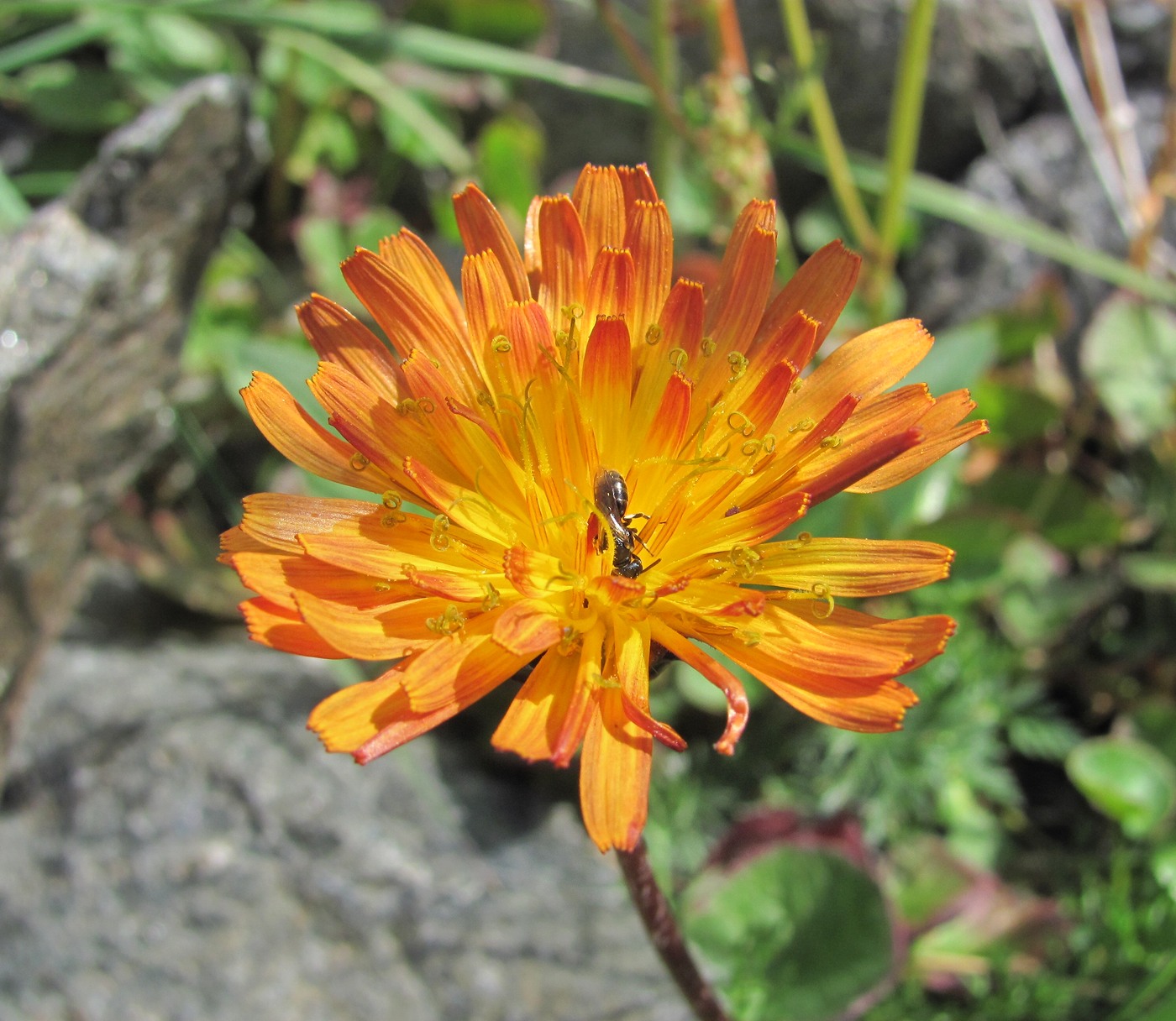 Image of Taraxacum porphyranthum specimen.