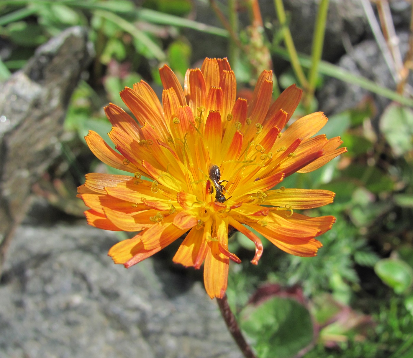 Изображение особи Taraxacum porphyranthum.