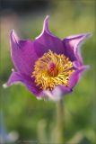 genus Pulsatilla. Цветок. Магаданская обл., Колымское нагорье, склон сопки близ пос. Ягодное. 30.05.2009.