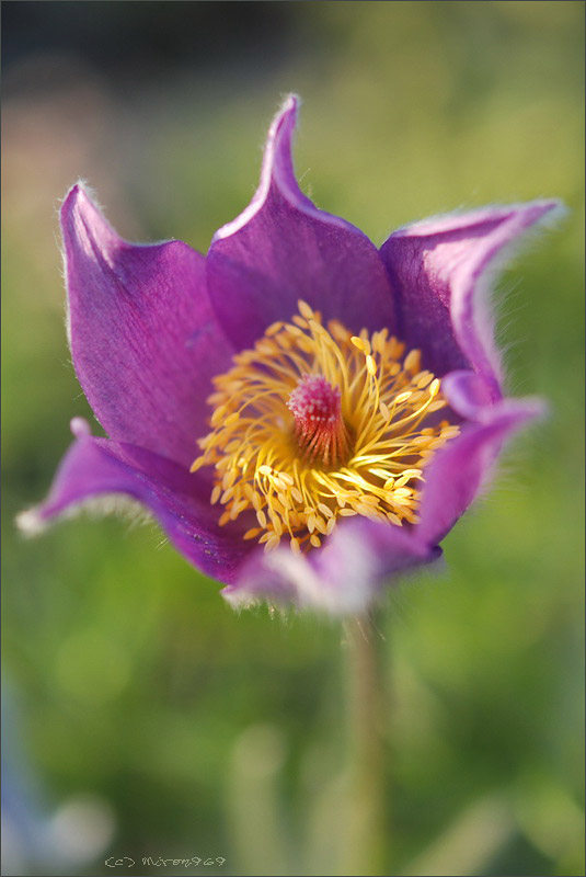 Изображение особи род Pulsatilla.