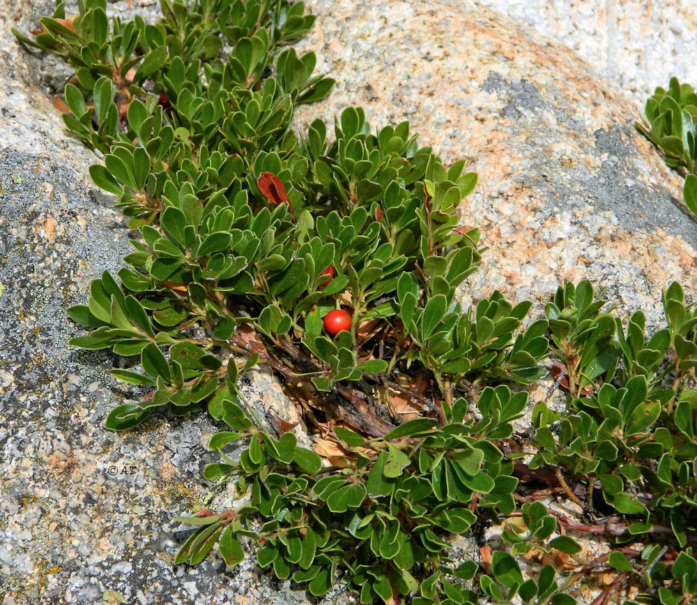 Изображение особи Arctostaphylos uva-ursi.